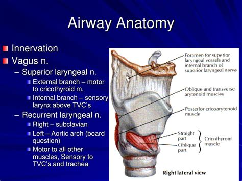 Airway management anatomical